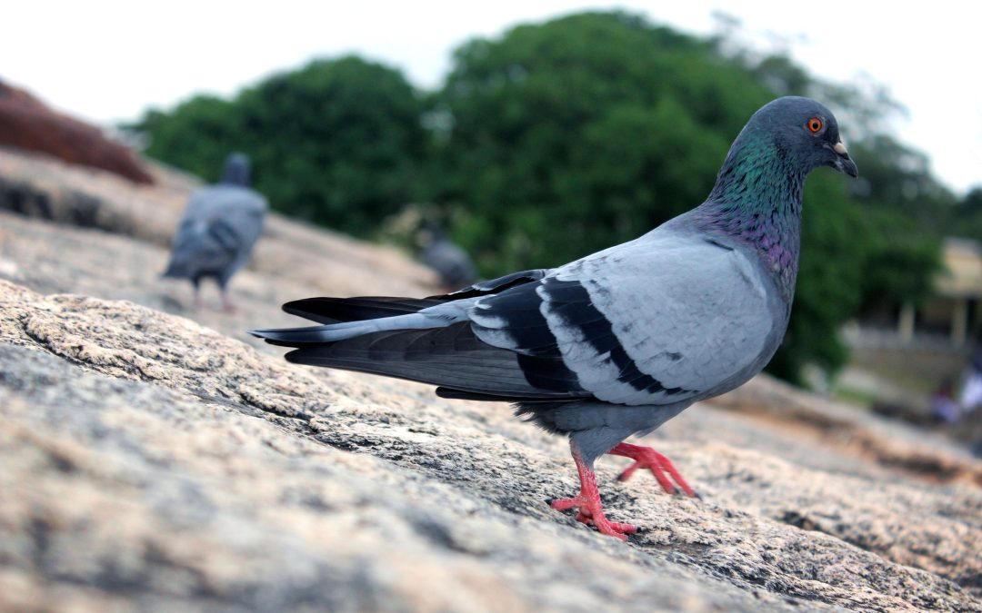 Bird Removal in Westfield, MA: Looking At Avian Intruders