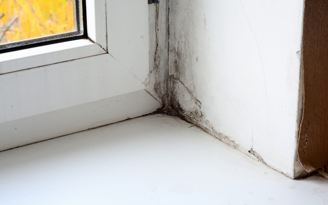 Restoring Your Home: The Importance of Water Damage Cleanup Service in Omaha, NE