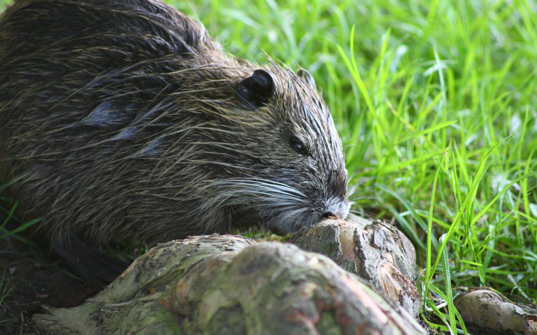 Effective Beaver Removal Solutions in Westfield, MA