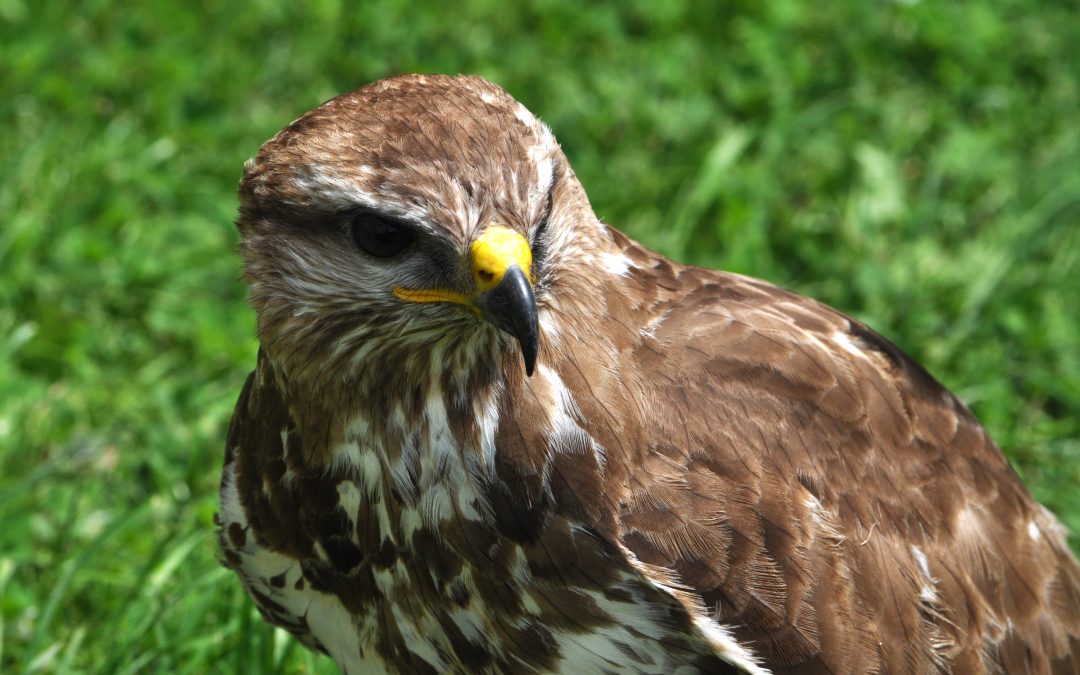 Effective Bird Removal in Westfield, MA: Protecting Your Property and Health