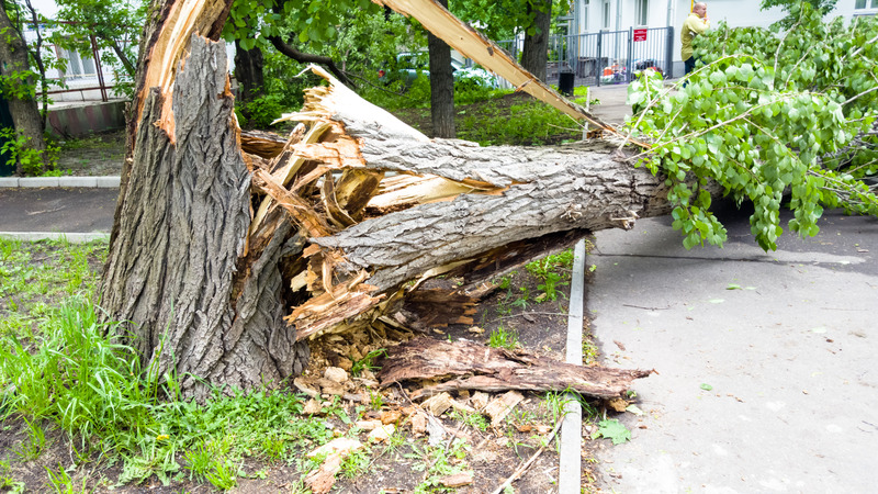 Essential Guide to Storm Damage Cleanup Services in Saunders County, NE