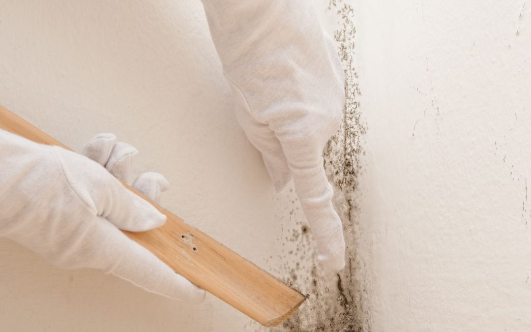 Mold Damage Remediation in Omaha, NE: How This Service Helps Transform Properties into Livable Spaces