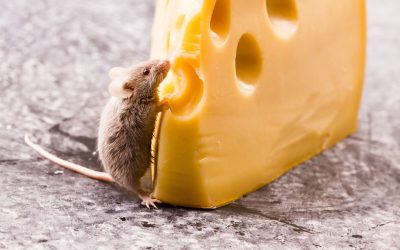Say Goodbye to Pesky Intruders: Effective Rodent Removal in Westfield, MA