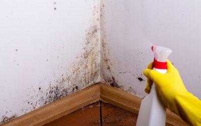 How Mold Mitigation Tampa Protects Your Family from Allergens and Health Risks
