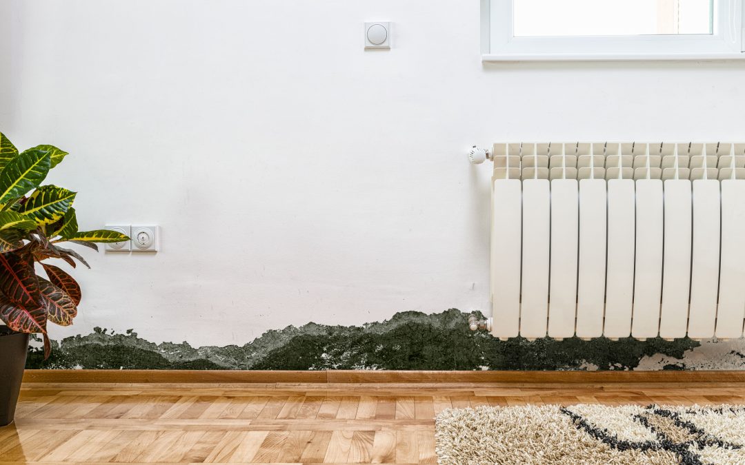 Restore Indoor Air Quality Safely Using Mold Remediation Murrieta CA Methods