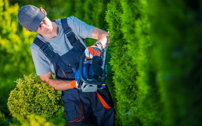 Lawn Maintenance Solutions for Tackling Common Grass Care Challenges