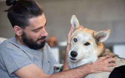 Essential Tips for StressFree Pet Grooming Wisconsin Rapids WI Dog Owners Need