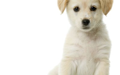 How Miniature Dachshund Puppies For Sale San Jose, CA Can Brighten Your Family Life