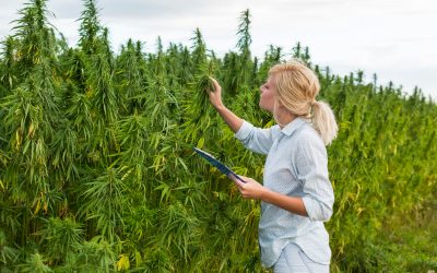 Fast, Reliable Bud Delivery NYC Services Revolutionize Cannabis Purchasing