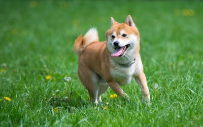 Pamper Your Pet With Specialized Grooming at Dog Spa, Wisconsin Rapids, WI